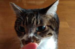 【お世話報告】おやつで集まる賢い仲間たちと、ちょっぴりシャイな見守り隊✨