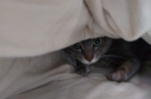 【お世話報告】隠れ家の美猫さんと、歴代No.1の甘えん坊さん！