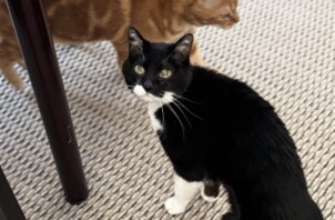 都筑区　あずきさん&助六くん