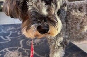 ♡今週のCoco Maisonフレンズ(135)♡