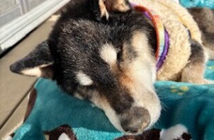 ☆今週のCoco Maisonフレンズ(134)☆