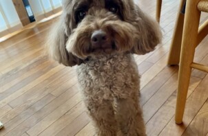 【お世話報告】キラキラお目々でおやつ待ち！飛行機を教えてくれる賢い番犬さん✈️✨