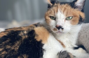 【お世話報告】ゴロゴロ甘えん坊と見守り隊の距離が縮まった日✨