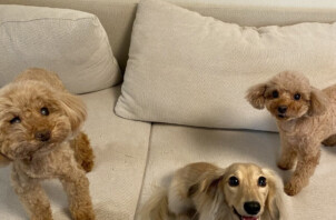 【お世話報告】賑やかだけど穏やかな三者三様のお留守番！✨