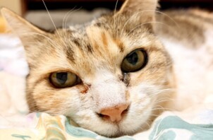 【お世話報告】ゴロゴロと甘える優しいお見送りに感動✨