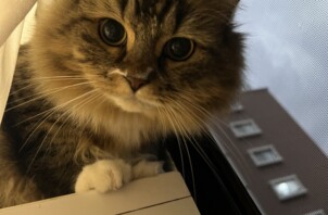 アルフレッド君