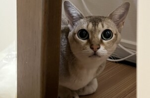 【お世話報告】パッチリおメメで観察中！少しずつ距離が縮まってきました✨