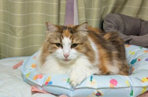 都筑区のロゼちゃん、リンちゃん、マサムネくん、カゲトラくん、ソウちゃん　都筑区のペットシッターＢｏｗｗｏｗばうわう