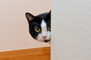 保土ケ谷区のサブくん　保土ケ谷区のペットシッターＢｏｗｗｏｗばうわう