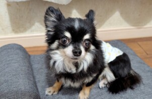 保土ケ谷区のノアくん　保土ケ谷区のペットホテルＢｏｗｗｏｗばうわう