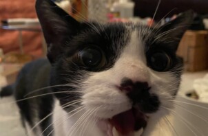 【新宿区】人懐っこい「ぷぷさん」お留守番レポート