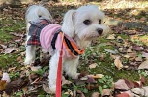 ペットの豆知識