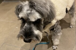 豊中市のペットシッター　ワンちゃんのお散歩代行です🐶