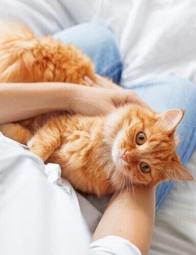 ginger-cat-lies-on-womans-hands-the-fluffy-pet-comfortably-set