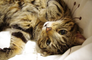 【再投稿】新規登録受付停止のお知らせ