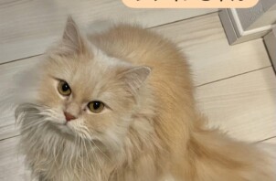 東成区のペットシッター猫ちゃんのお世話🐱