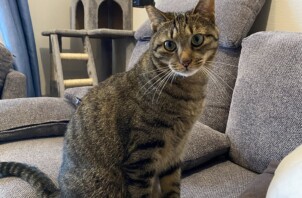 豊中市のペットシッター 猫ちゃんのお世話です！🐈😺