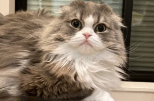 ヤミーくん、オノくん、チャビーくん