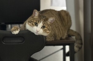 ちょっとしたしぐさがかわいい猫ちゃん達