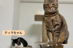 生野区のペットシッター猫ちゃんのお世話🐱