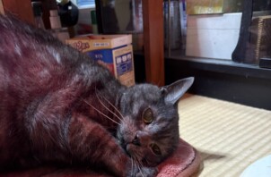 素敵な毛色のむさし君