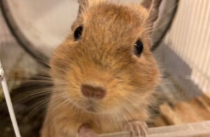 小動物のお世話　むぎちゃん