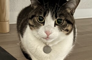 東大阪市のペットシッター猫ちゃんのお世話🐱