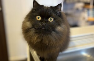 港北区　ぎょろちゃん&みみずくちゃん