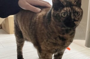 東大阪市のペットシッター猫ちゃんのお世話🐱