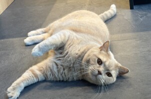 都筑区　もちさん＆おはぎさん