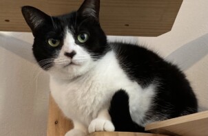 ハチコちゃん、コテツくん