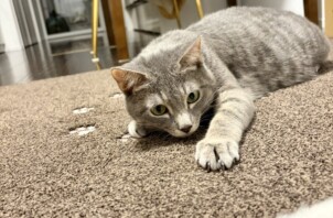 夜のお膝猫さんと、朝の「遊んで！」の贈り物✨