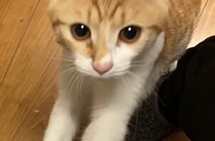 豊中市のペットシッター 猫ちゃんのお世話です！🐈