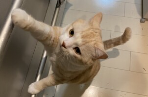 豊中市のペットシッター 猫ちゃんのお世話です！🐈😺