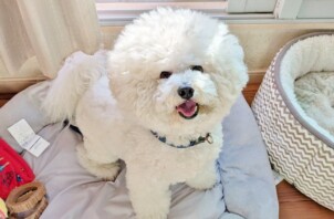 鶴見区のロロくん、ルルくん　鶴見区のペットホテルＢｏｗｗｏｗばうわう