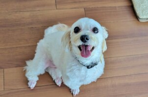 保土ケ谷区のクルミちゃん　保土ケ谷区のペットホテルＢｏｗｗｏｗばうわう