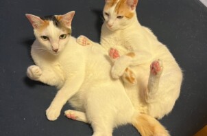 青葉区　とわちゃん&かなたくん