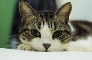 当店の看板猫紹介