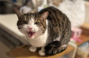 クッキーくんのお世話に行きました