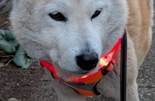 横浜市戸塚区・泉区のお散歩代行