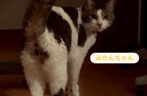 東大阪市のペットシッター猫ちゃんのお世話猫