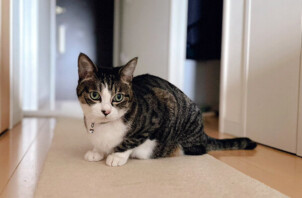 猫、たけじろうちゃんのペットシッター