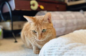 茶トラ猫ここちゃんのペットシッター