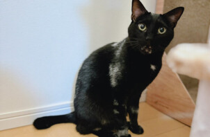 猫、くるみちゃんのペットシッター