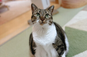 猫、みえるちゃんのペットシッター