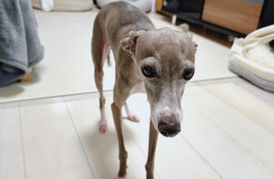 イタグレ、ルカちゃんのペットシッター