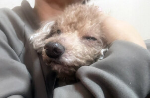 トイプードル、さつきちゃんのペットホテル