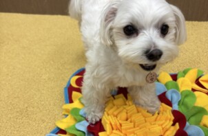 犬の保育園「Dog Research Company」に行ってきました