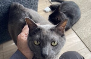 池田市のペットシッター 猫ちゃんのお世話です！🐈😺