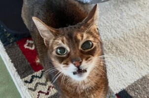 東大阪市のペットシッター猫ちゃんのお世話🐱